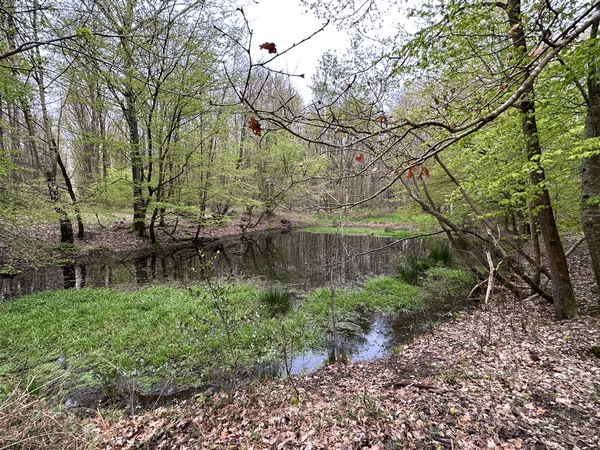 Mare du Camp Méquin