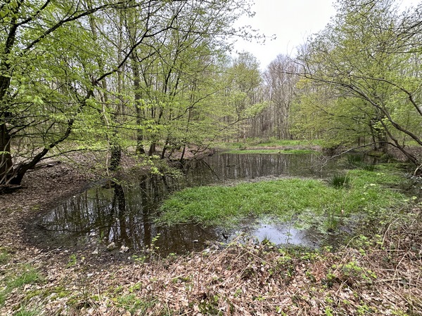 Mare du Camp Méquin