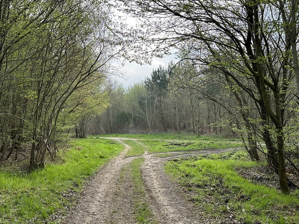 Je vais quitter le GR222 pour prendre à droite la route forestiere de la Camponnière.