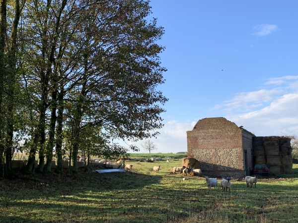 Les Grands Genêts, Saint-Laurent, à l'entrée du bois de la Vente aux Bouleaux.
