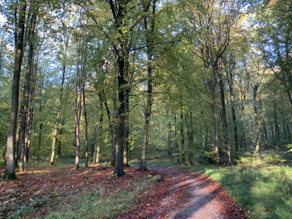 Forêt de Lyons, route forestière du Mont Aimé.