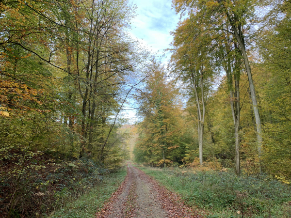 Forêt domaniale de Lyons, route forestière de Puchay.