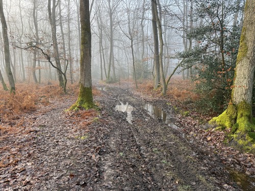 Nous passons du parc Saint-Cyr à la forêt domaniale de La Londe - Rouvray, sans limite matérialisée. Sur le plateau, il y a quelques zones boueuses, mais le passage des nombreux promeneurs a tracé des échappatoires, et nous évitons de patauger.