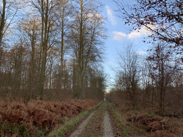 Forêt domaniale de Brotonne, route forestière au Loup.