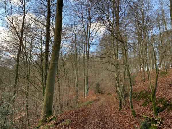 Forêt domaniale de Brotonne, GR23 au dessus du Val de Bourneville.