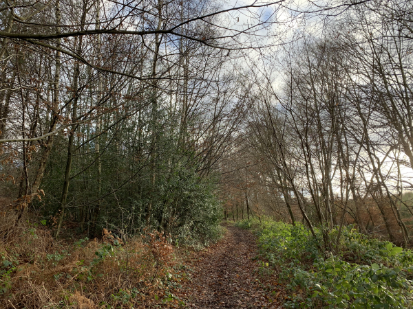 Forêt domaniale de Brotonne, GR23 peu avant le Chemin de la Mare aux Ânes.