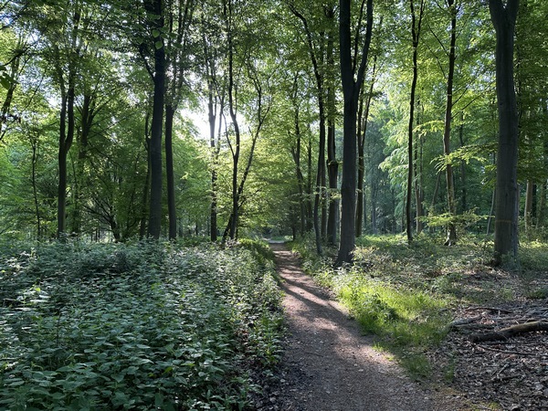 Nous évitons la route du Petit Essart, en restant sur les sentiers, en direction de la mare Moussu.