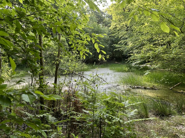 Deuxième mare de ce circuit : la mare du Sentier Botanique.
