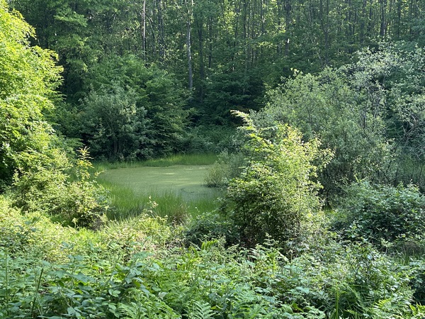 Nous arrivons à la troisième mare de ce circuit, la mare Guémare. Depuis la mare, nous suivons un étroit sentier, puis les chemins vers Montigny.