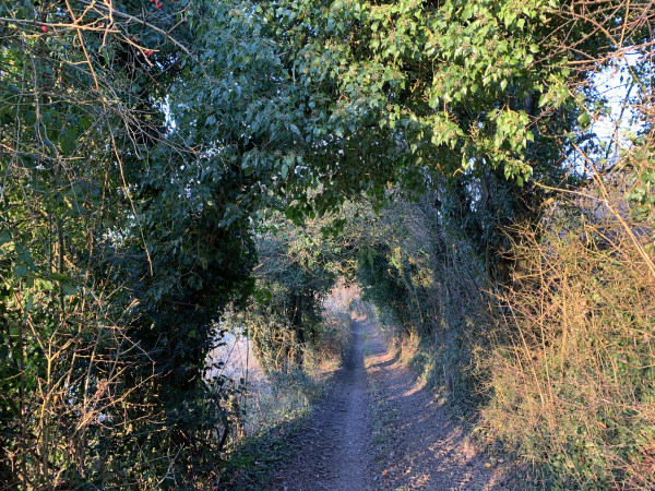 Les Grandes Ventes, chemin couvert entre Basse Canne et Basses Brehoulles.