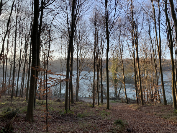 Forêt domaniale d'Eawy, chemin du Valfel.