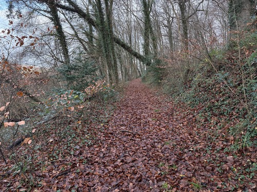 Nous entrons dans le bois Saint-Jacques. C'est un bois privé avec des chemins publics balisés. Nous allons faire le tour du bois jusqu'à la ferme de la Mare.