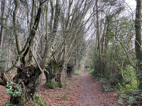 Caorches-St-Nicolas. Toujours le même chemin, bordé ici d'arbres tétards (Nous sommes près des maisons du Bosc l'Abbé)