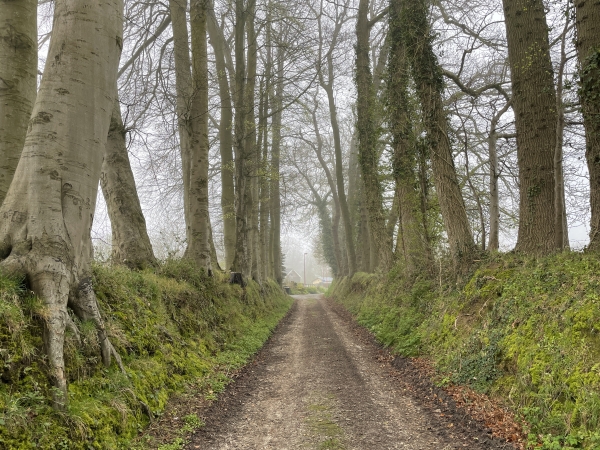 Belle allée à l'entrée de Bosc Mare.
