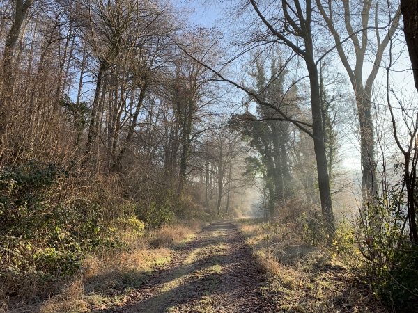 Forêt Domaniale d'Eawy, chemin d'Annival.