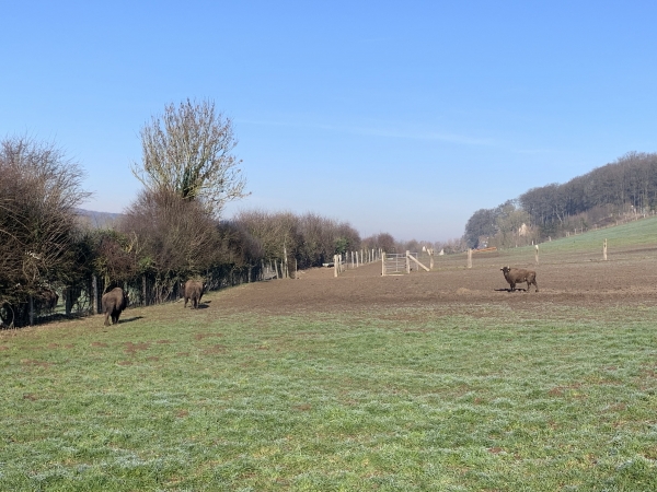 Nous longeons le Parc Canadien de Muchedent et ses troupeaux de bisons. Nous entendons les hurlements des loups de ce parc.