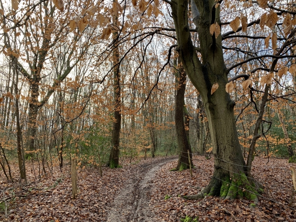 GR 25B en direction du Mesnil-Esnard.