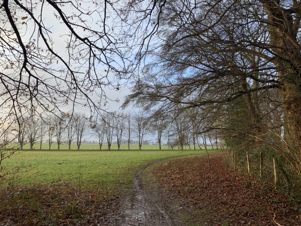 Sortie du bois du Val-aux-Daims et arrivée sur le plateau.