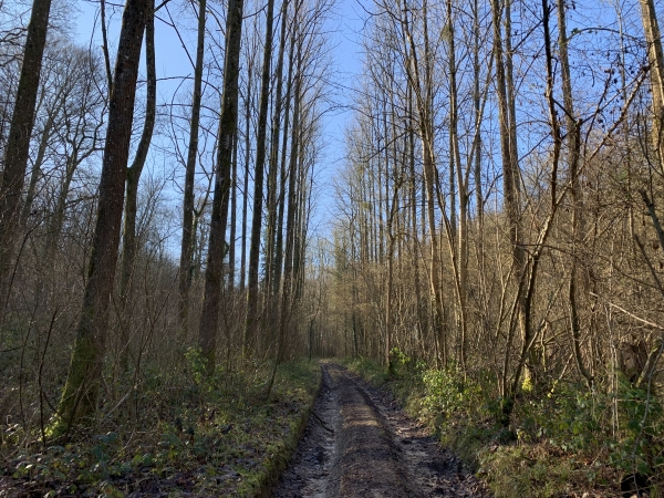 Bois de Montigny.