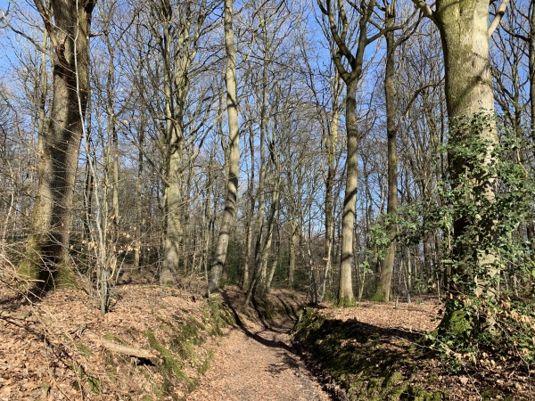 Bois de la Mouquillonne.