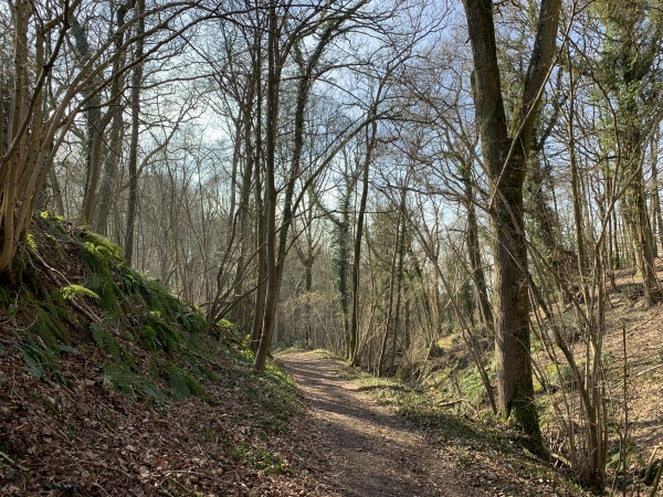 Nous venons de rejoindre le GR2 et ses chemins boisés le long de la Côte des Deux Amants.