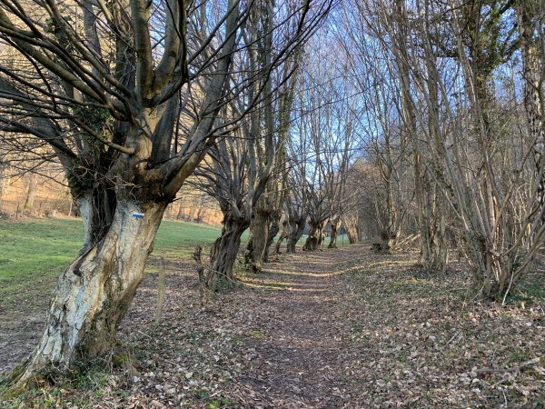 Bois de Champeaux le long des arbres tétards.