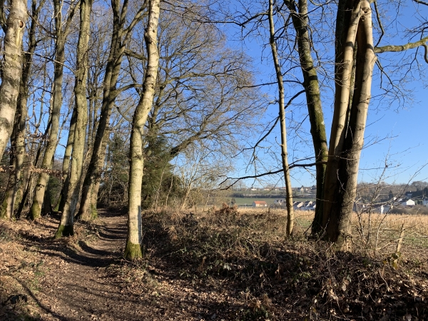 Bois de l'Epinay le long de la lisière côté Epinay.