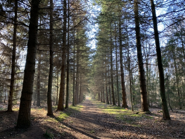 Bois de l'Epinay, avenue des Bouleaux (à l'évidence son nom mériterait d'être actualisé ;-)).