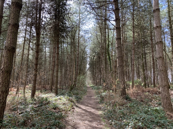 Dans le bois de Roquefort, nous quittons provisoirement le GR2 pour suivre un chemin parallèle.
