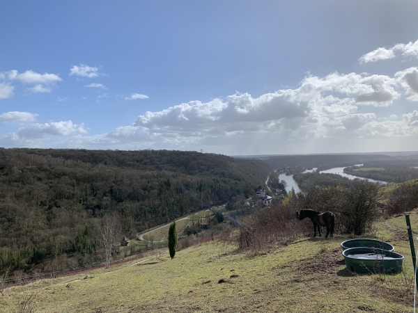 Voilà des poney qui bénéficient d'un environnement exceptionnel !