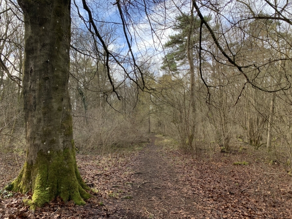 Entrée dans le Bois des Bouleaux, peu avant le Chemin du Baron.