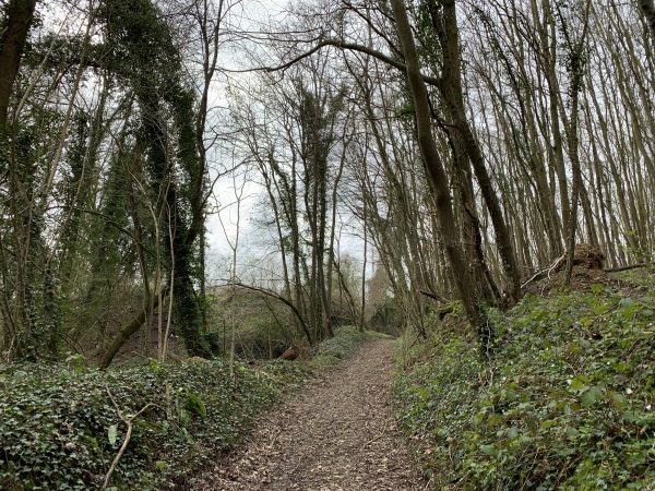 Bois de Troussebot, la Poulette.