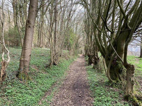 Saint-Pierre-des-Fleurs, la Fosse au Buis.