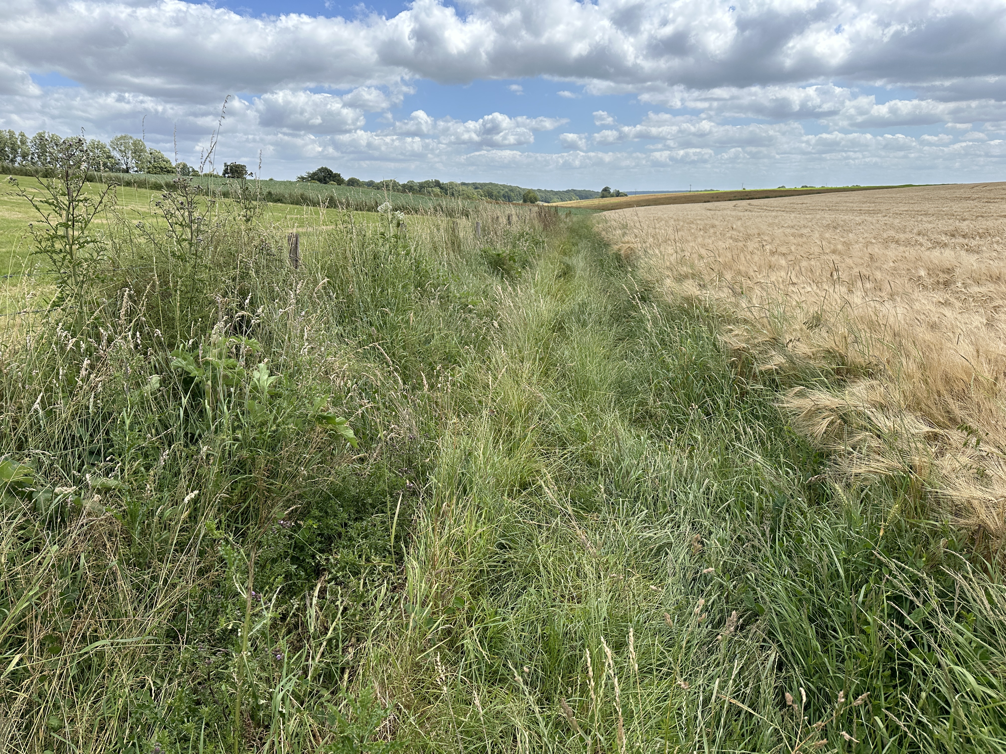 Le Chemin de la Briqueterie se prolonge en Chemin des Marettes. Après un printemps humide, la végétation a explosé en ce début d'été. Là non plus, pas de problème pour marcher.