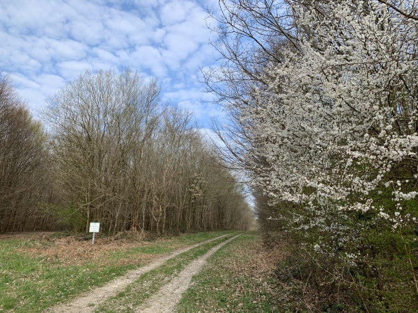 Forêt domaniale de Lyons, bois des Routieux.