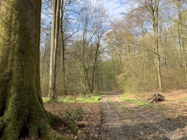 Forêt domaniale de Lyons, bois des Coteaux.