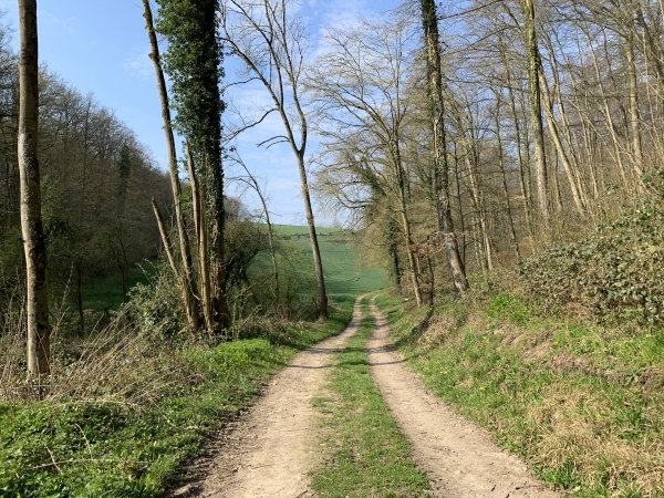 Sortie de forêt en direction du Fond de l'Ormelet.