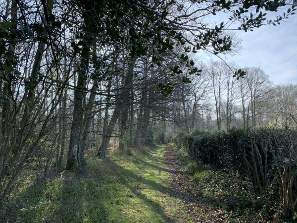 Nous arrivons dans le bois de Maubuisson par le chemin du Chêne du Lai. Nous souhaitions traverser ce bois d'ouest en est, mais le centre du bois est clôturé. Nous ressortons donc par le chemin Gattier.