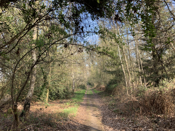 Bois de Maubuisson, chemin Gattier.