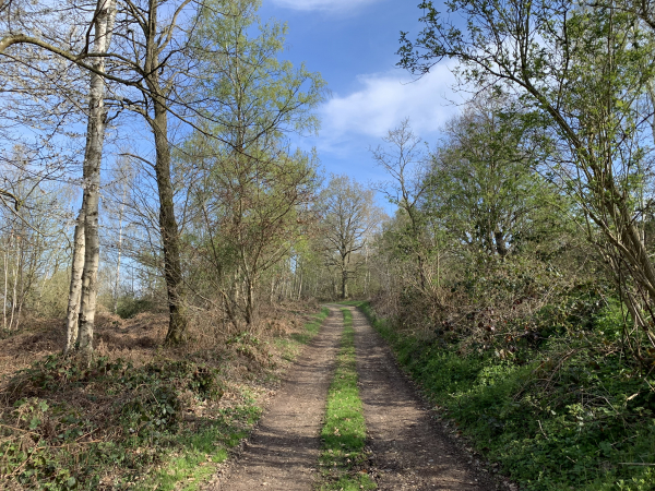 Bois de Loquerais sur le GR26.