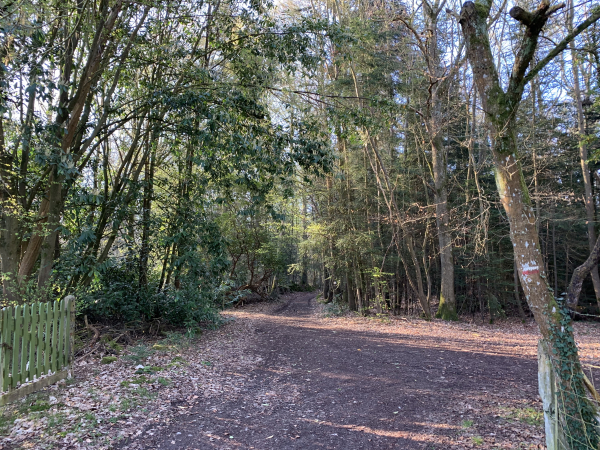Nous entrons dans le bois de la Côte Brûlée par le chemin de l'Arbre Robinson (GR26).