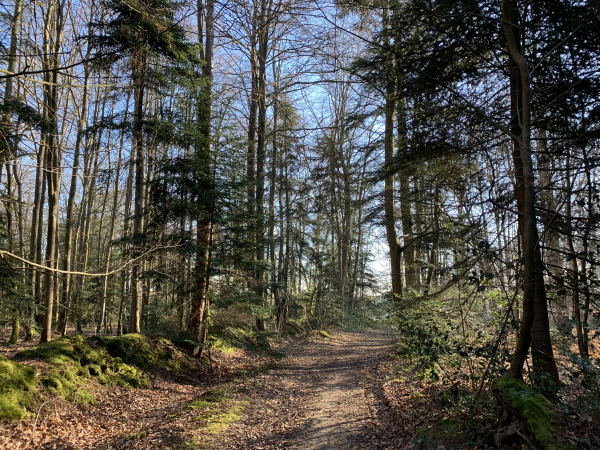 Bois de la Côte Brûlée sur le GR26.