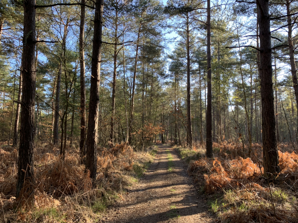 Bois de Courcelles. Nous allons bientôt quitter les chemins boisés pour suivre les chemins de campagne jusqu'à Maubuisson.