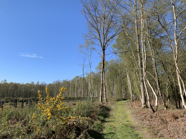 Ce délicieux chemin nous conduit vers la Cogissière, au nord de Rôtes.