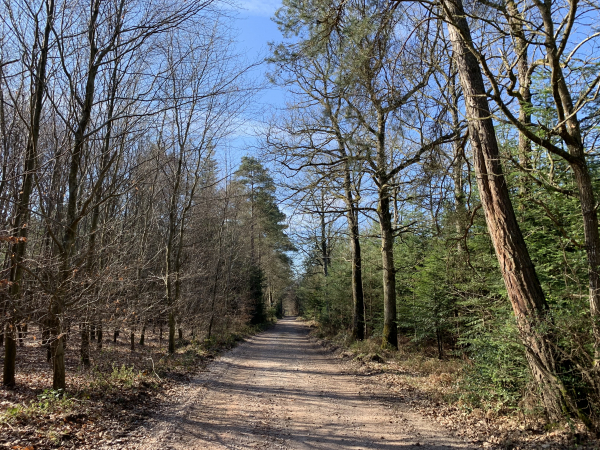Bois de Plasnes. Nous avons choisi de suivre la route de Rôtes vers le nord-est, sur 800 mètres, pour profiter de cette allée de Trompe-Souris dans le bois de Plasnes.