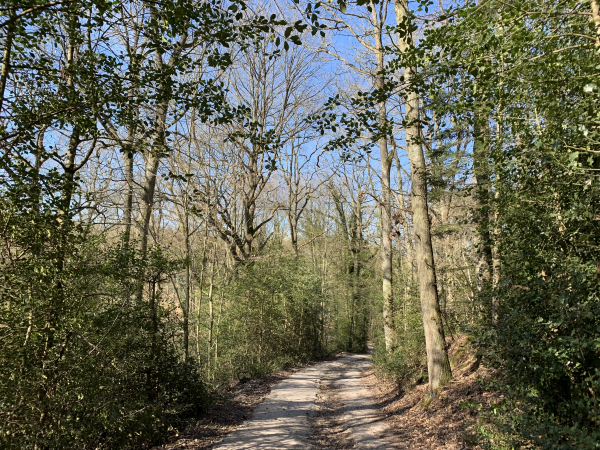 Bois de Plasnes. Nous descendons vers la vallée de Saint-Léger.