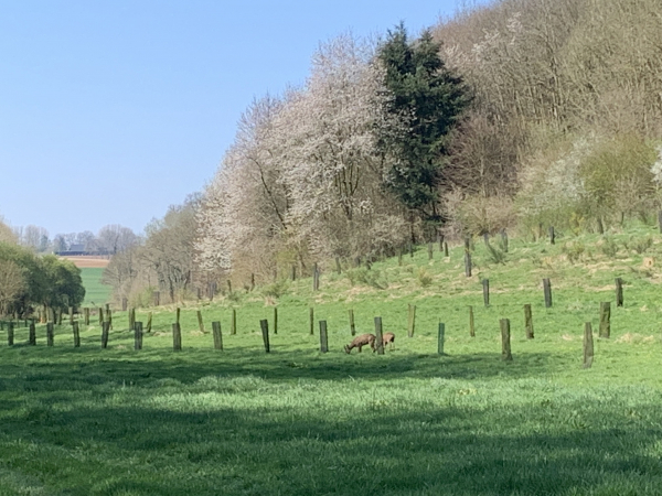Deux jeunes chevreuils broutent l'herbe restée à l'ombre. Ils vont s'apercevoir rapidement de notre présence et bondir vers le bois.