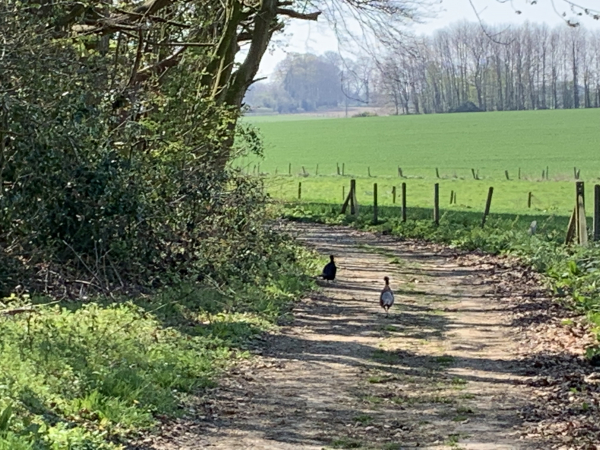 Gommerville, chemin de l'abattoir. Nous dérangeons un couple de faisans. Nous sommes le long du parc du château de Filières (façade XVI et XVIIIè siècle). Ce château appartient à la même famille depuis le XVè siècle. Le propriétaire actuel, le marquis de Persan est un descendant de Jehan de Fillières. Le château est régulièrement ouvert à la visite.