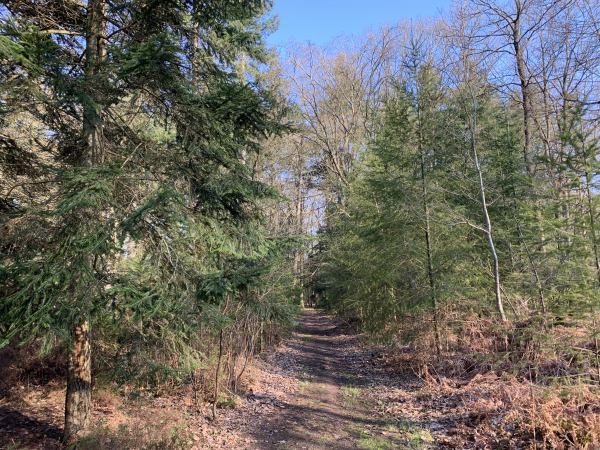 Nous sommes au sud de la Forêt d'Evreux, sur le chemin appelé Route Suzanne, près du hameau de La Trigale.
