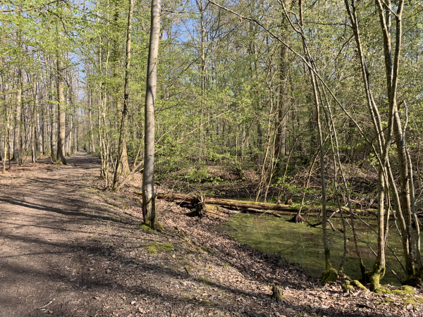 Nous retrouvons brièvement la Route Suzanne. Les mares sont nombreuses dans cette partie de la forêt. Nous n'avons pas trouvé le nom de celle-ci.